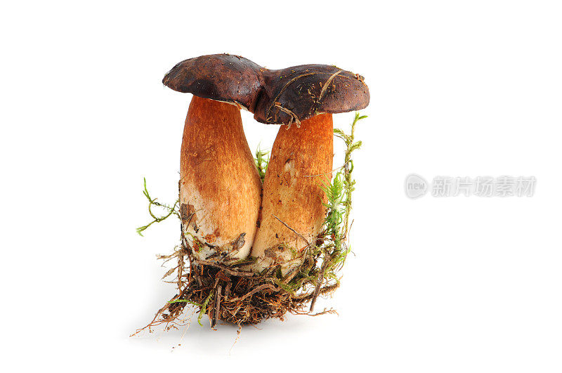 牛肝菌(Boletus badius) - Marone Braunkappe